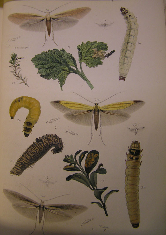 Le Coleophoridae d''Italia